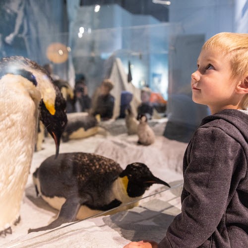 Ambassador Pass Child